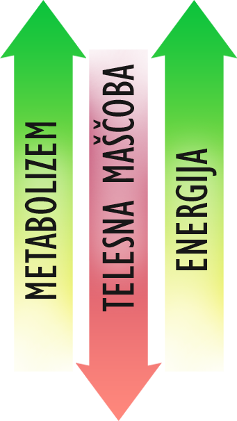 Metabolism, Body Fat, Energy